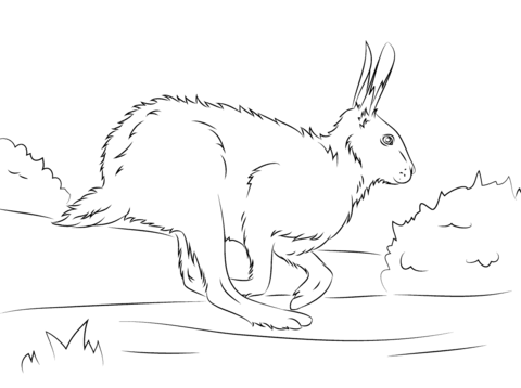 Brown Hare Runs Coloring Page